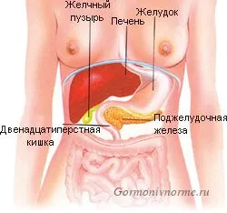 Melyek a belső elválasztású mirigyek emberben