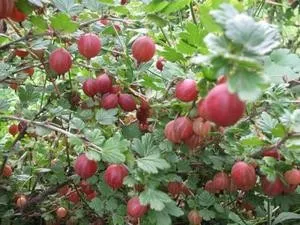 Milyen növények nőnek mellett a paradicsom, egész paradicsom (paradicsom) - videókat, fotókat, válaszoljon (következő) Milyen növények nőnek mellett a paradicsom, egész paradicsom (paradicsom) - videók, fotók, válaszoljon