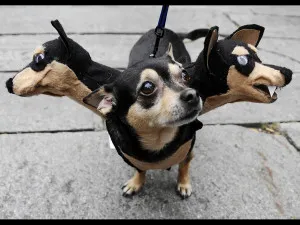 Hogyan járni egy Chihuahua, decordog