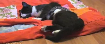 Meddig a macska elhagyja a kasztrálás után és az altatás fotók és videók