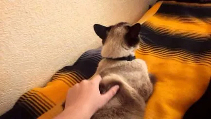 Mi inkább simogatta a macskát