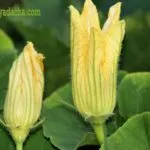 Milyen virágot ültetni az országban júniusban, Bécs vendégház mellett (kertes) Milyen virágok üzem az országban júniusban, a bécsi villa