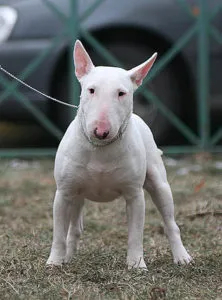 Mi vagyunk a legerősebb és a gonosz harci kutyák (rossz) Mi vagyunk a legerősebb és a gonosz harci kutyák