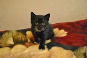 Meddig gyöngy, hogy egy macska, a világ macskák és kutyák (do) Meddig gyöngy, hogy egy macska, a világ a macskák és kutyák