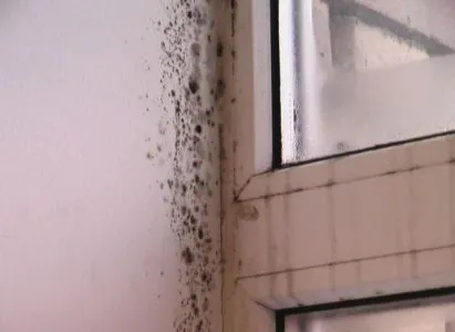 Hogyan lehet megszabadulni a penész a lakásban kezével otthon