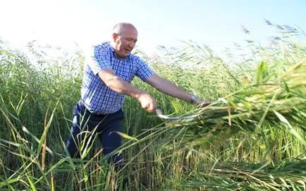 Hogyan lehet megszabadulni a cukornád, a terület - a leghatékonyabb módja
