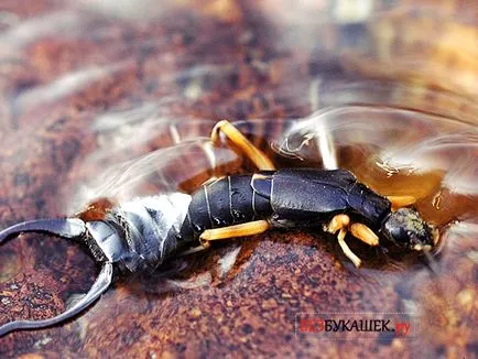 Hogyan lehet megszabadulni dvuhvostok a házban, és az országban, hogy félnek lábaspotrohúak
