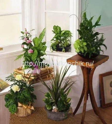 Hogyan gondoskodik az erkély vagy loggia (hogyan lehet rendezni az erkélyen) Hogyan gondoskodik az erkély vagy loggia