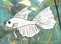 Hogyan kell felhívni cápa, fokozatosan rajz ceruza (Shark) Hogyan kell felhívni a cápa, cápa rajz állapotok ceruza