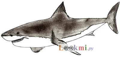 Hogyan kell felhívni cápa, fokozatosan rajz ceruza (Shark) Hogyan kell felhívni a cápa, cápa rajz állapotok ceruza