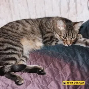 Hogyan kell felhívni a kiskutya egy cica fokozatosan, a macskák és a kutyák (felhívni a macska cica) Hogyan kell felhívni a kiskutya egy cica fokozatosan, a macskák és a kutyák