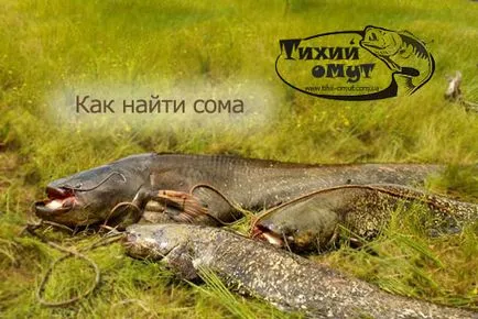 Hogyan lehet megtalálni a harcsa