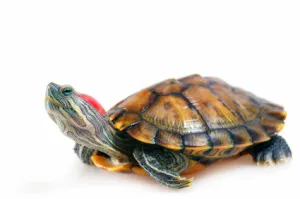 Hogyan állapítható meg, a faj teknős, anélkül, hogy a szakértő, az élet egy útmutató (élet) Hogyan állapítható meg, a faj teknős, anélkül, hogy a szakértő, az élet egy útmutató