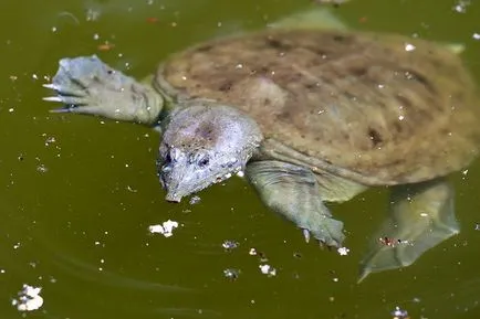 Hogyan állapítható meg, a faj teknős, teknős háziállatok (szűrő akvárium melegítő) Hogyan állapítható meg, a faj teknős, a teknős otthon