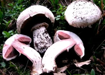 champignon hamis