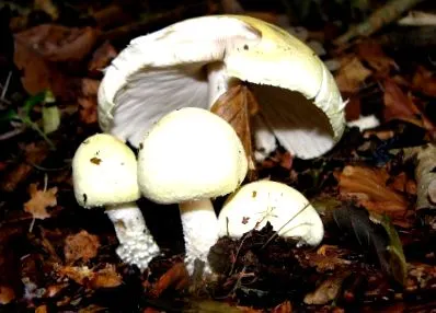 champignon hamis