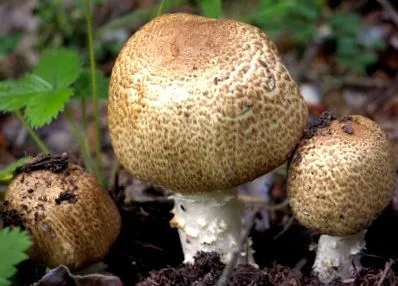 gomba champignon