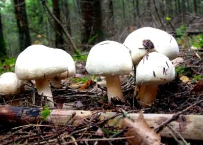 gomba champignon