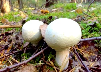 fotó champignon
