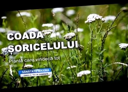 személyes személyes