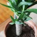 Hogyan transzplantáció a yucca az otthoni, fotók és videó (transzplantációs) Hogyan transzplantáció a yucca otthon, fotó és videó