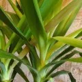 Hogyan transzplantáció a yucca az otthoni, fotók és videók (feltételek) Hogyan transzplantáció a yucca otthon, fotó és videó
