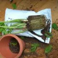 Hogyan transzplantáció a yucca az otthoni, fotók és videó (jukka) Hogyan transzplantáció a yucca otthon, fotó és videó