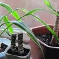 Hogyan transzplantáció a yucca az otthoni, fotók és videó (jukka) Hogyan transzplantáció a yucca otthon, fotó és videó