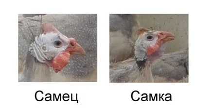 Hogyan lehet megkülönböztetni a női hím gyöngytyúk jellemzői és videó