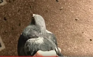 Hogyan lehet elkapni egy galamb a kezét, hogyan lehet egy csapda fogására galambok (trap) Hogyan lehet elkapni egy galamb a kezét, hogyan lehet egy csapda fogására galambok