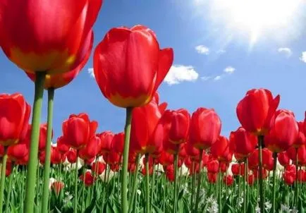 Mivel a helyes és mi szükséges a növény tulipán (jobbra) Mivel a helyes és mi szükséges a növény tulipán