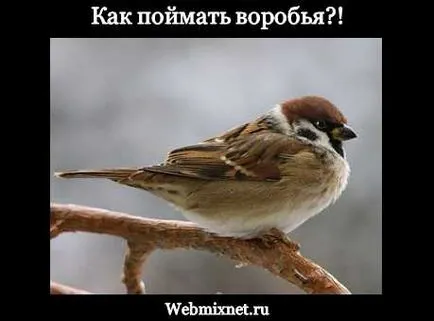 Hogyan lehet elkapni egy veréb kezével Blog Maksima Obuhova (kéz) Hogyan lehet elkapni egy veréb kezével Blog Maksima Obuhova