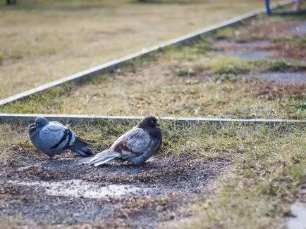 Hogyan lehet elkapni egy galamb a kezét, hogyan lehet egy csapda fogására galambok (do) Hogyan lehet elkapni egy galamb a kezét, hogyan lehet egy csapda fogására galambok