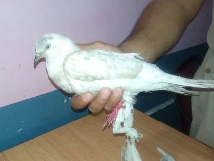 Hogyan lehet elkapni egy galamb a kezét, hogyan lehet egy csapda fogására galambok (do) Hogyan lehet elkapni egy galamb a kezét, hogyan lehet egy csapda fogására galambok