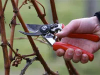 Hogyan lehet csökkenteni a lonc után megtermékenyítés metszés és karbantartás