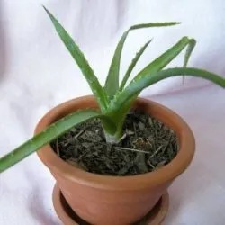 Hogyan növekszik aloe népszerű tenyésztési módszerek