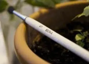 Hogyan kell helyesen gondozni bergamott otthon (home bergamot) Hogyan kell helyesen gondozni a bergamott otthon