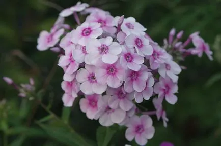 Hogyan kell helyesen gondozása phlox