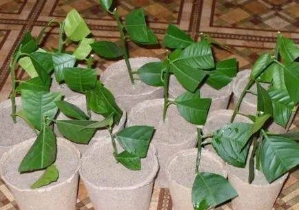 Hogyan kell helyesen gondozni bergamott otthon (home bergamot) Hogyan kell helyesen gondozni a bergamott otthon