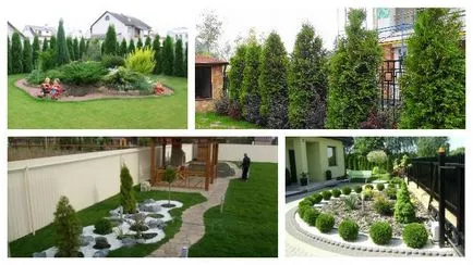 Használt kerttervezés Thuja fontos kérdések (tervezés) Használt kerttervezés arborvitae jegyzetek