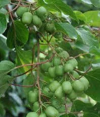 Hogyan növekszik kiwi