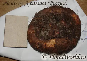 Hogyan tegye gumós begónia gumós a (Begonia) Hogyan tegye gumós begónia gumós on