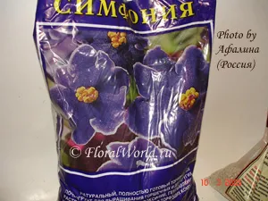Hogyan tegye gumós begónia gumós at (gumós begónia gumó) Hogyan tegye gumós begónia gumós on