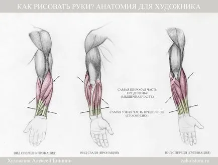Hogyan kell felhívni a kezét Anatomy Művészek