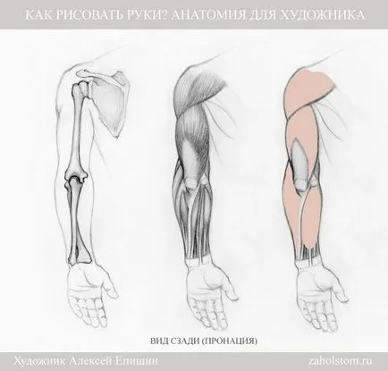 Hogyan kell felhívni a kezét Anatomy Művészek