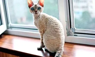 leírása fajta