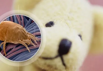 Hogyan mossa plüssállatok megfelelően, beleértve a nagy és a zene