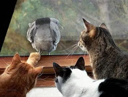 Hogyan válhat merészebb 1