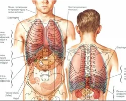 Hogyan az emberi test a gyermekek online enciklopédia „Azt akarom tudni, hogy mindent” (az emberi Unit) Hogyan az emberi test a gyermekek online enciklopédia „Azt akarom tudni, hogy mindent”