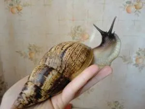 Hogyan törődik Achatina csigák enni, és hol van - az életem (felnőtt méret) Hogyan törődik Achatina csigák enni, és hol van - az életem